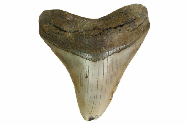 Fossil Megalodon Tooth - North Carolina #161445